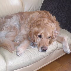 Shailo Golden Retriever