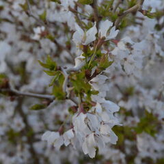 bloemetjes in bloei