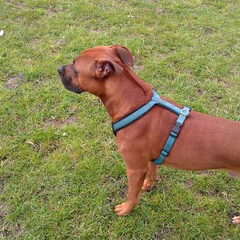als je goed kijk kan je me ridgeback zien in me nek
