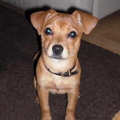 Dana pup