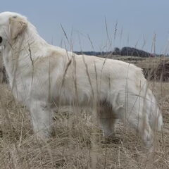 hier is Dugo 13 maanden alleen flinke jongen