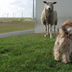ontmoeting met schaap ...maar kwam er al snel achter dat…