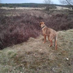 op het rozendaalse veld