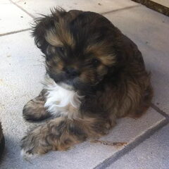 Dit is Ginny,ons 2e pupje,een teefje,het is een mix shih…