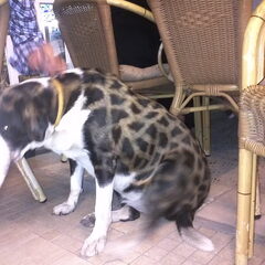 Deze grappige hond zag ik op vakantie. Ik heb er nog nooit…