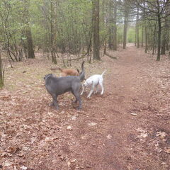 lekker in brabants bos