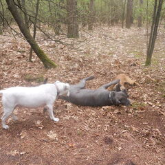 wat doen ze