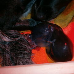 de 2de pup, alles is intact