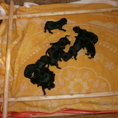 en toen waren er 11 pups, 4 reutjes en 7 teefjes, allemaal…