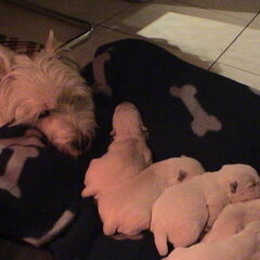 Belle houdt braaf de wacht bij de slapende pups