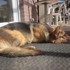 Dit is onze lieve Goa. Ze is amper 1.5 jaar oud, maar is…