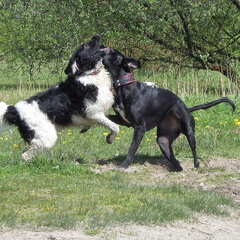 spelen