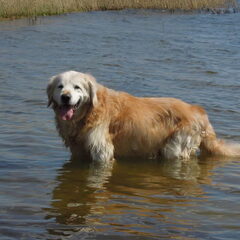 zeewolde strand