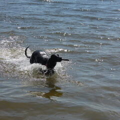 zeewolde strand