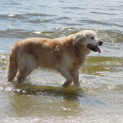 zeewolde strand