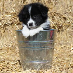 Dit is mijn nieuwe pup Borders make my day MAgical Wizzard…