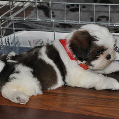 Bono, 7,5 week oud en net lid vd familie