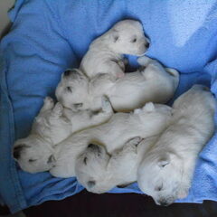 Wat een verschil met vorige week?! Nu ligt het mandje al…
