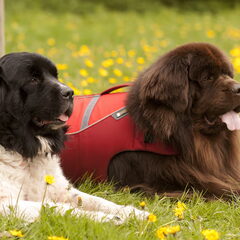 Fedor & Reina.