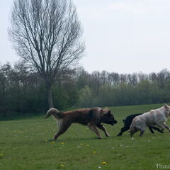 HP wandeling Bernisse