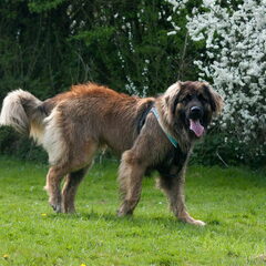 HP wandeling Bernisse