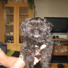 Dit is onze Casper, een shih tzu reutje..hij is nu bijna 12…