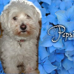 Profiel foto (Pepsi)