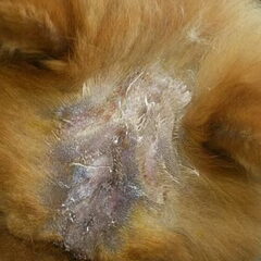 Zoeri terug van de dierenarts , geschoren diagnose was (…