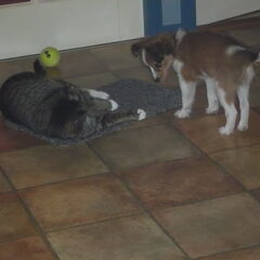 Chuck de poes die we al 3 jaar hebben met PIp van 12 weken !