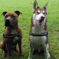 Bailey: ach man, weer een foto!