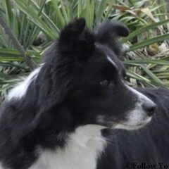 Jewel Fields Dreamweaver ´Demy´