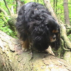 Actief in het bos.