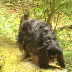 Actief in het bos