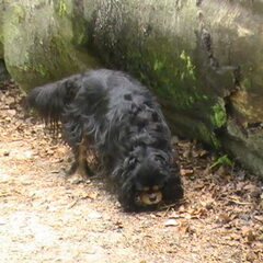 Actief in het bos.