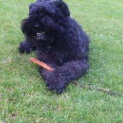 dit is mijn bouvier Butler,