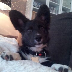Knappe kerel! 11 weken