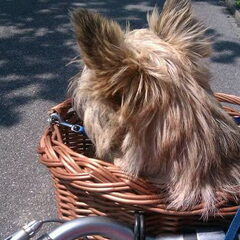 Cruisen met Sep!
