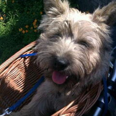 Cruisen met Sep!