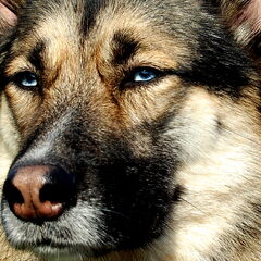 Mix is een kruising herder-husky. Het is een relaxte…