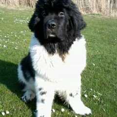 koda, hier 4 maanden