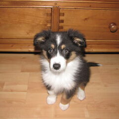 Cody 11 weken oud