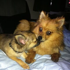 Grote liefde