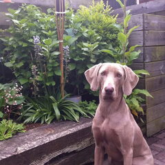 Onze mooie dame...