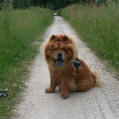 Wandelen