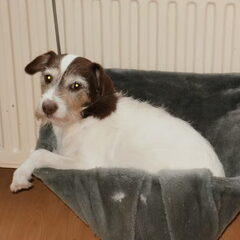 Lieve Laika, die we helaas vorig jaar moesten laten gaan.