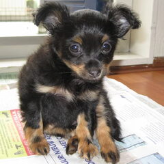 Bruno, onze Russkiy Toy pup, geb. 19-04-13, zoekt een…