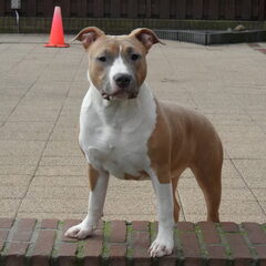 Dit is Abbey. Zij is de dochter van Dusty.