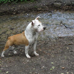 Dit is Bailey en is een dochter van Jody.