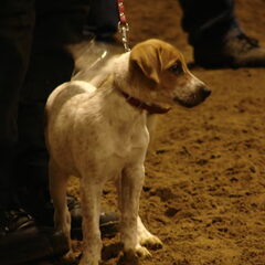 bij puppycursus