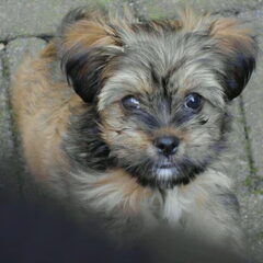 Dit was Tommy toen hij nog een pup was. Mijn mooierd